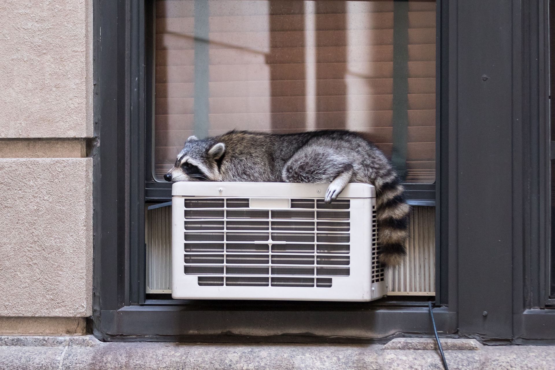 wildlife control services