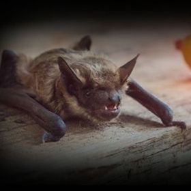 A bat is laying on the ground with its mouth open.