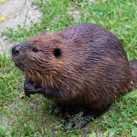 A close up of a beaver standing in the grass.