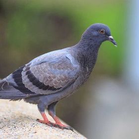 A pigeon is standing on top of a rock.