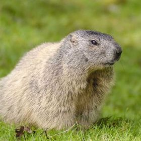 A groundhog is sitting in the grass looking at the camera.