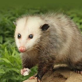 A small opossum is standing on a log in the grass.