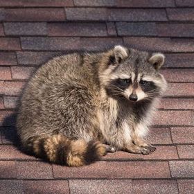 A raccoon is sitting on a brick roof looking at the camera