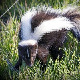 A black and white skunk is walking through the grass.