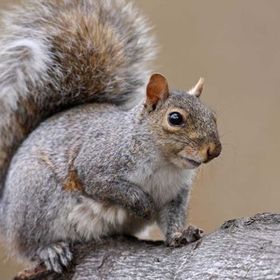 A squirrel is sitting on a log and looking at the camera.