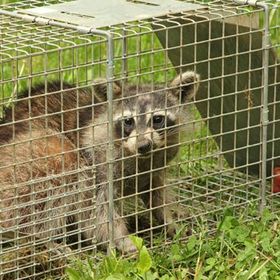 A raccoon is sitting in a wire cage in the grass.