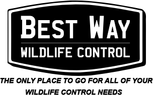 Bestway Wildlife Control - Logo