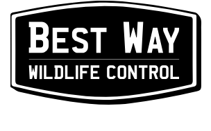 Bestway Wildlife Control - Logo