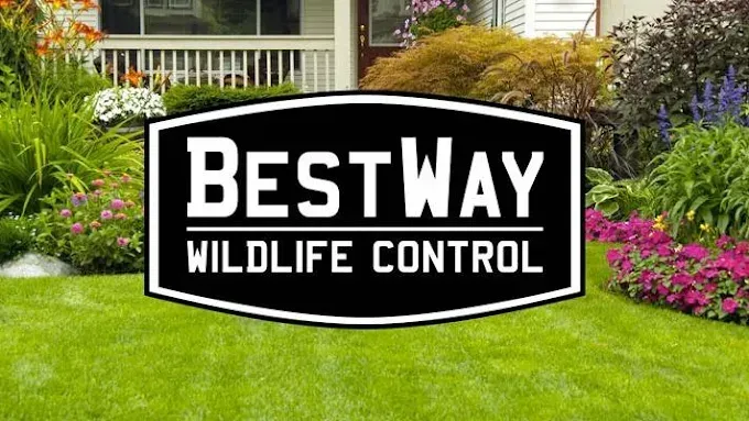 3 Pests That Could Take Up Residence In Your Home