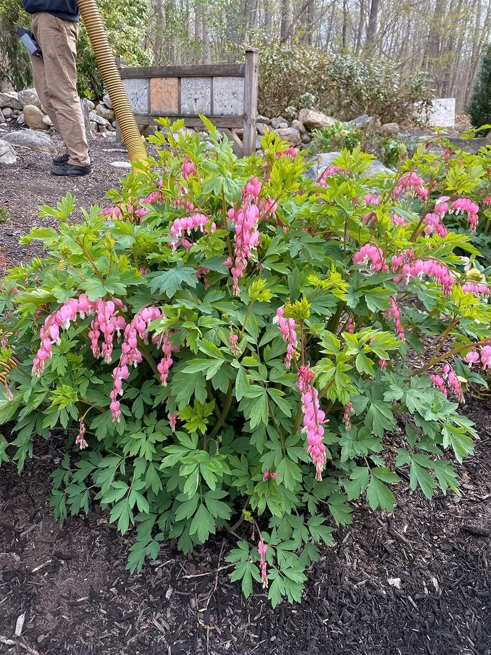 Pink bleeding heart flowers on a leafy green bush in a garden. A person stands nearby.