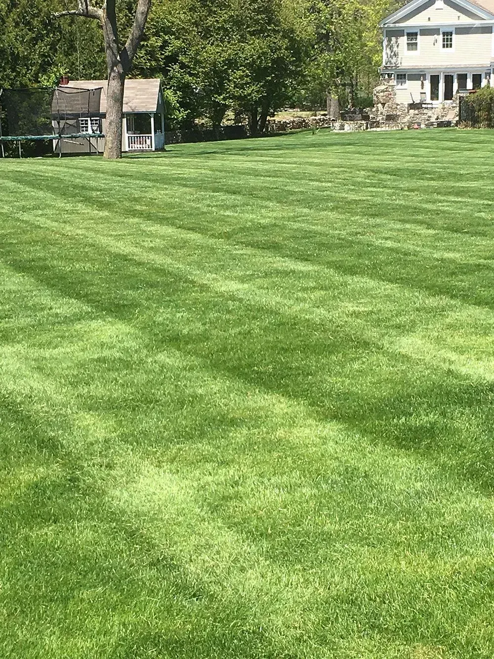 Lawn with striped pattern; small shed and house in the background on a sunny day.