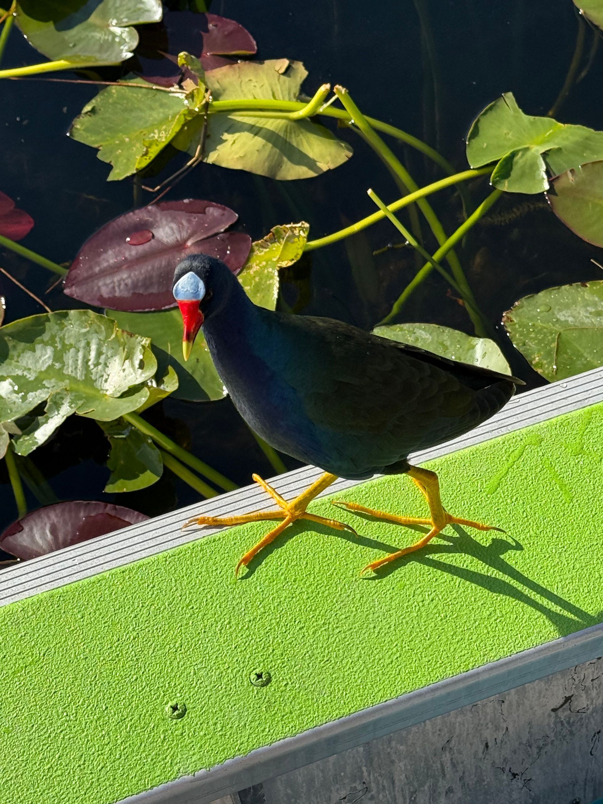 A bird with a red beak is standing on a green surface
