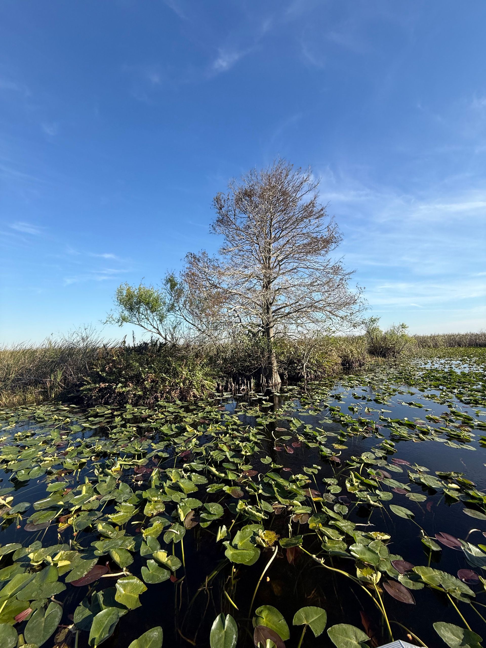 A tree is standing on a small island in the middle of a swamp surrounded by water lilies.
