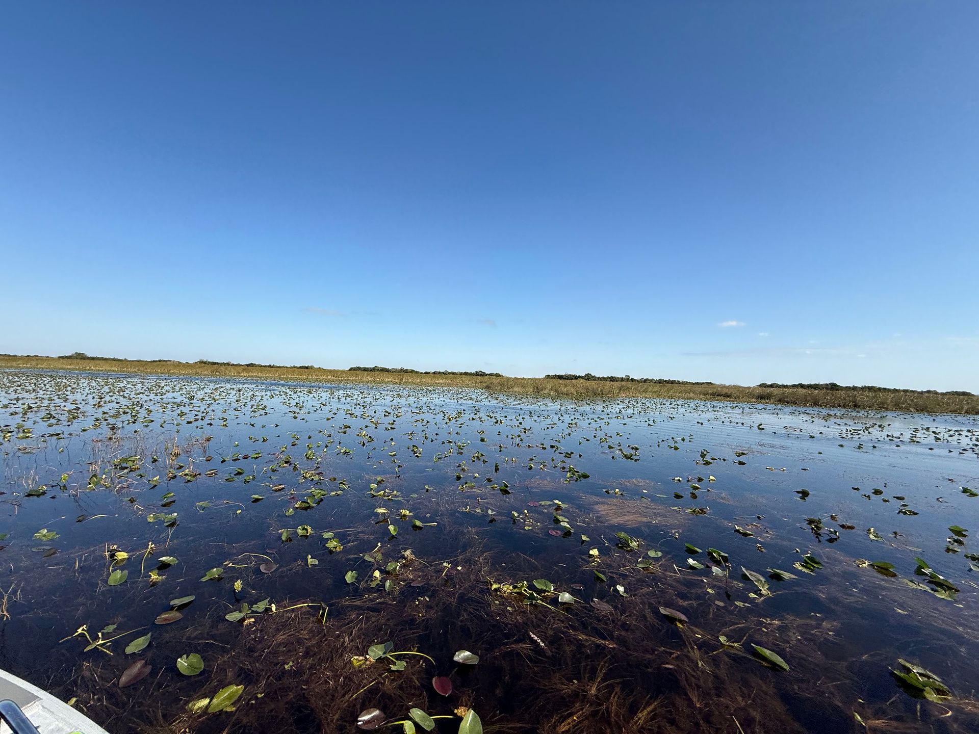 A large body of water with a lot of lily pads in it