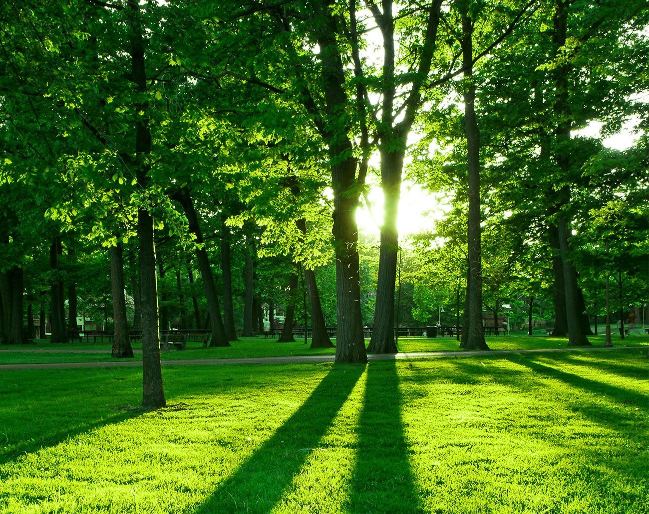 Trees Unlimited