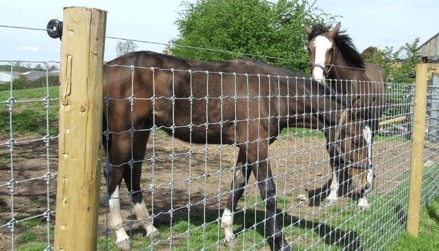 Two horses standing in a grassy fenced field, one brown and one black-and-white.