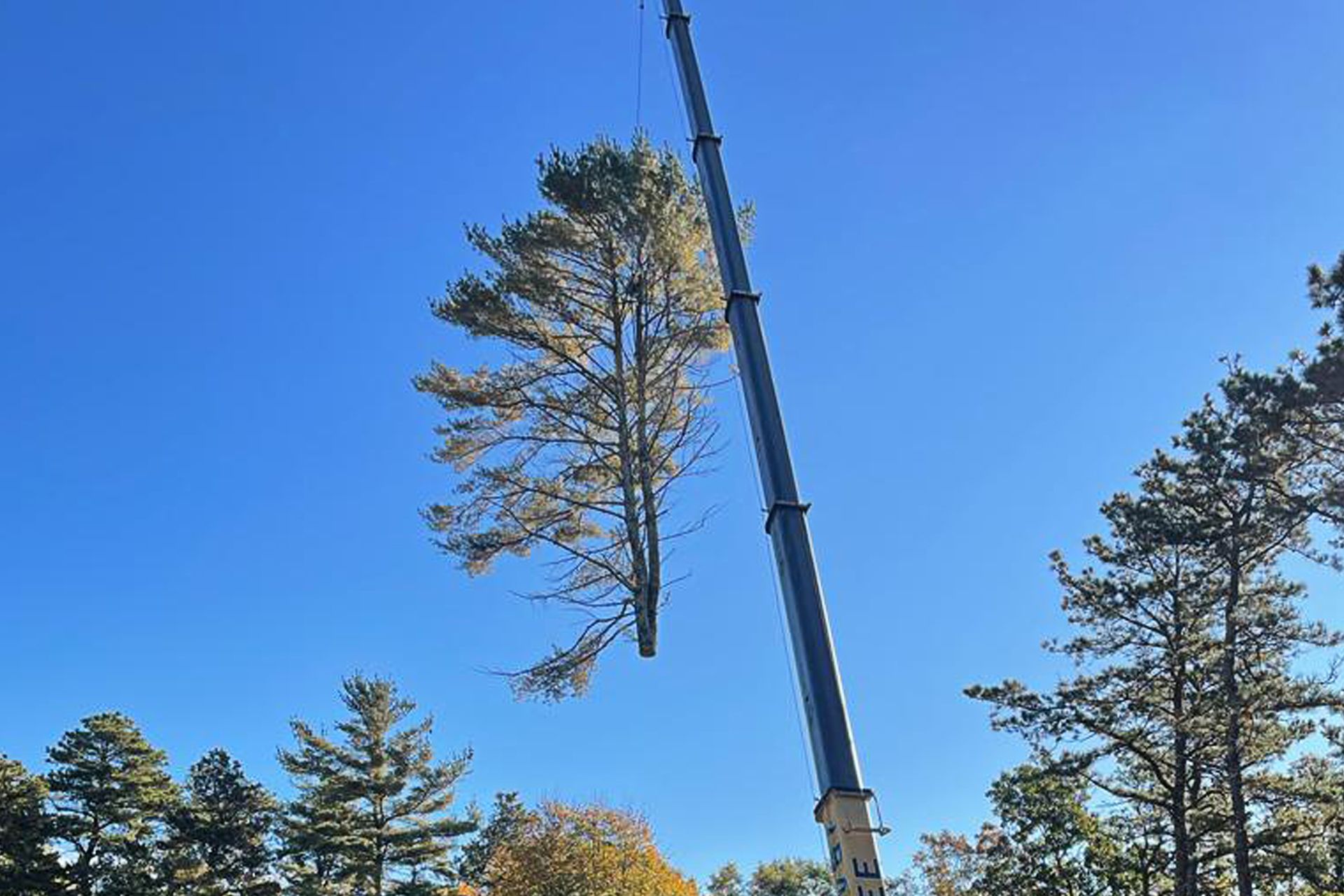 Tree Removal