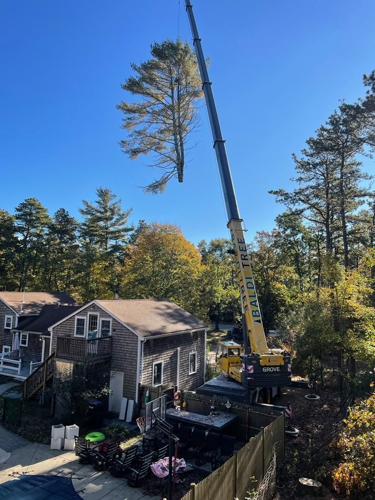 Tree Removal Plymouth, MA | Carver, MA | Baldi Tree