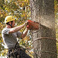 Tree Service | Baldi Tree