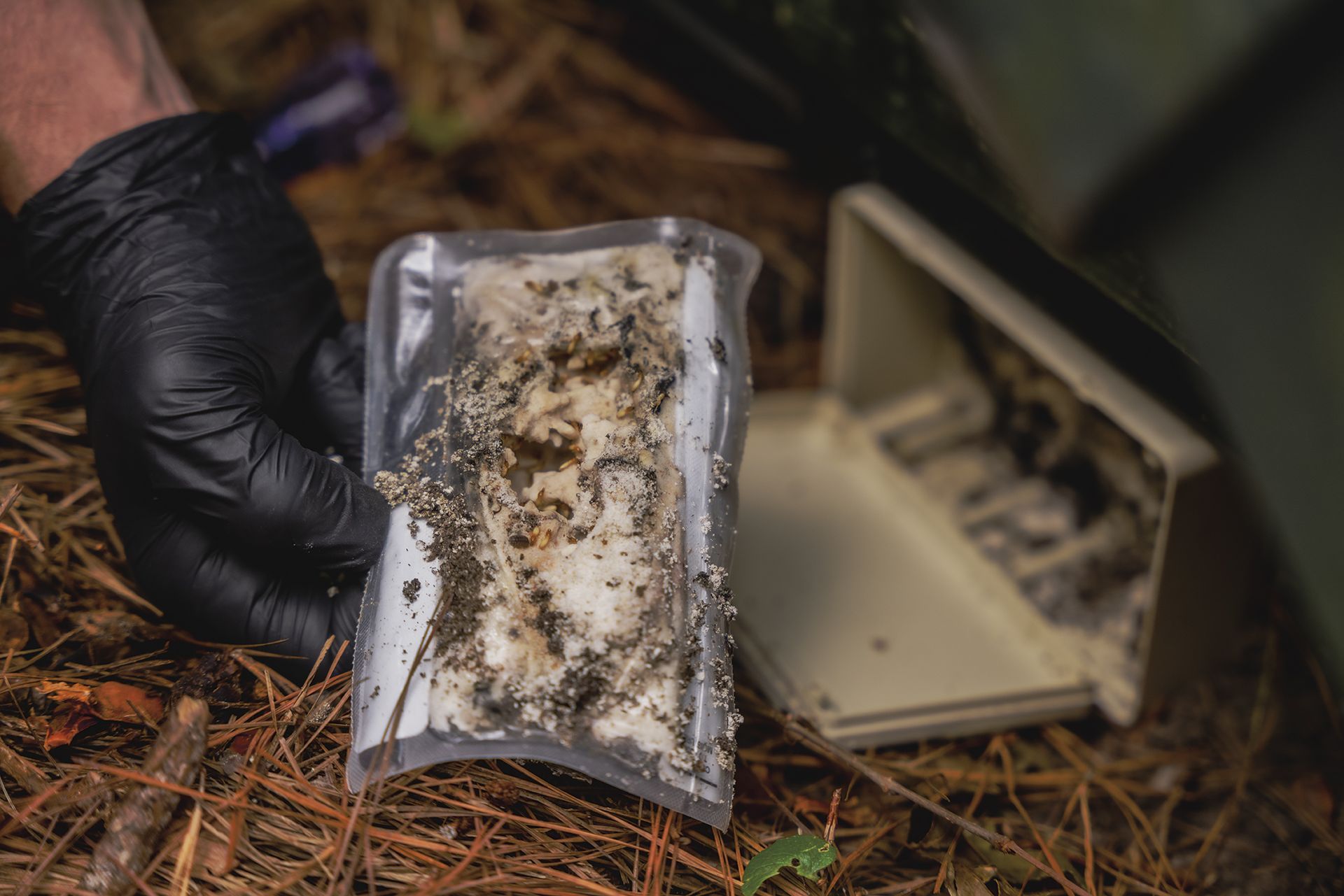 Gloved hand holding a bait pack next to an open pest control trap in an outdoor setting.