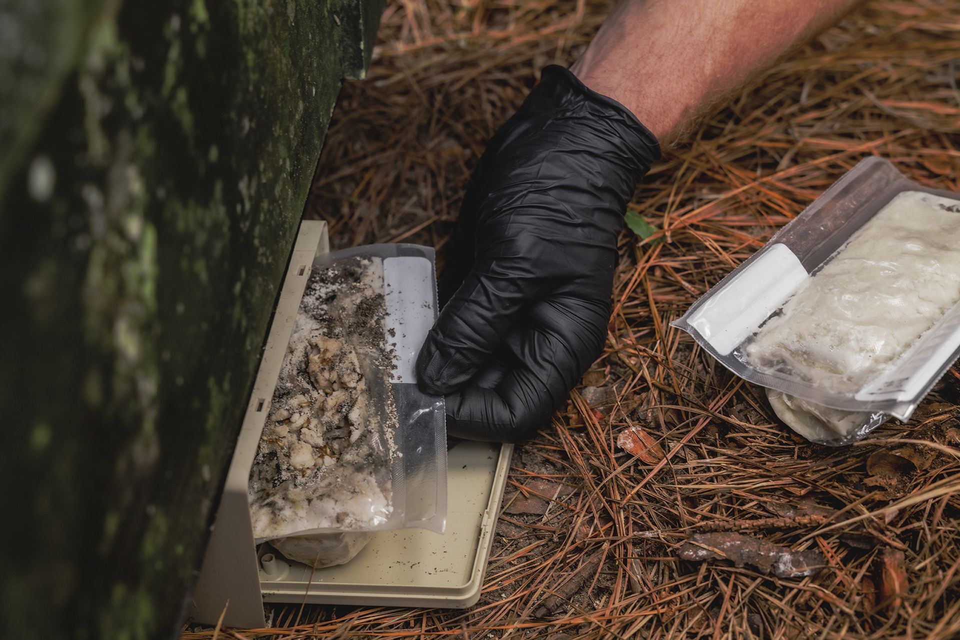 Gloved hand holding sample container next to a trap in a forest setting with pine needles.