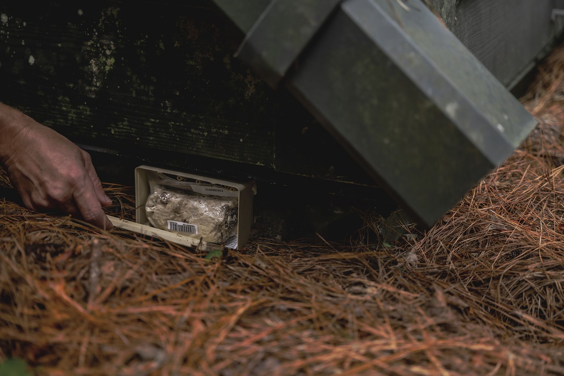 A hand using a toothbrush to scoop out a substance from a small container on pine needles, near a dark green structure.