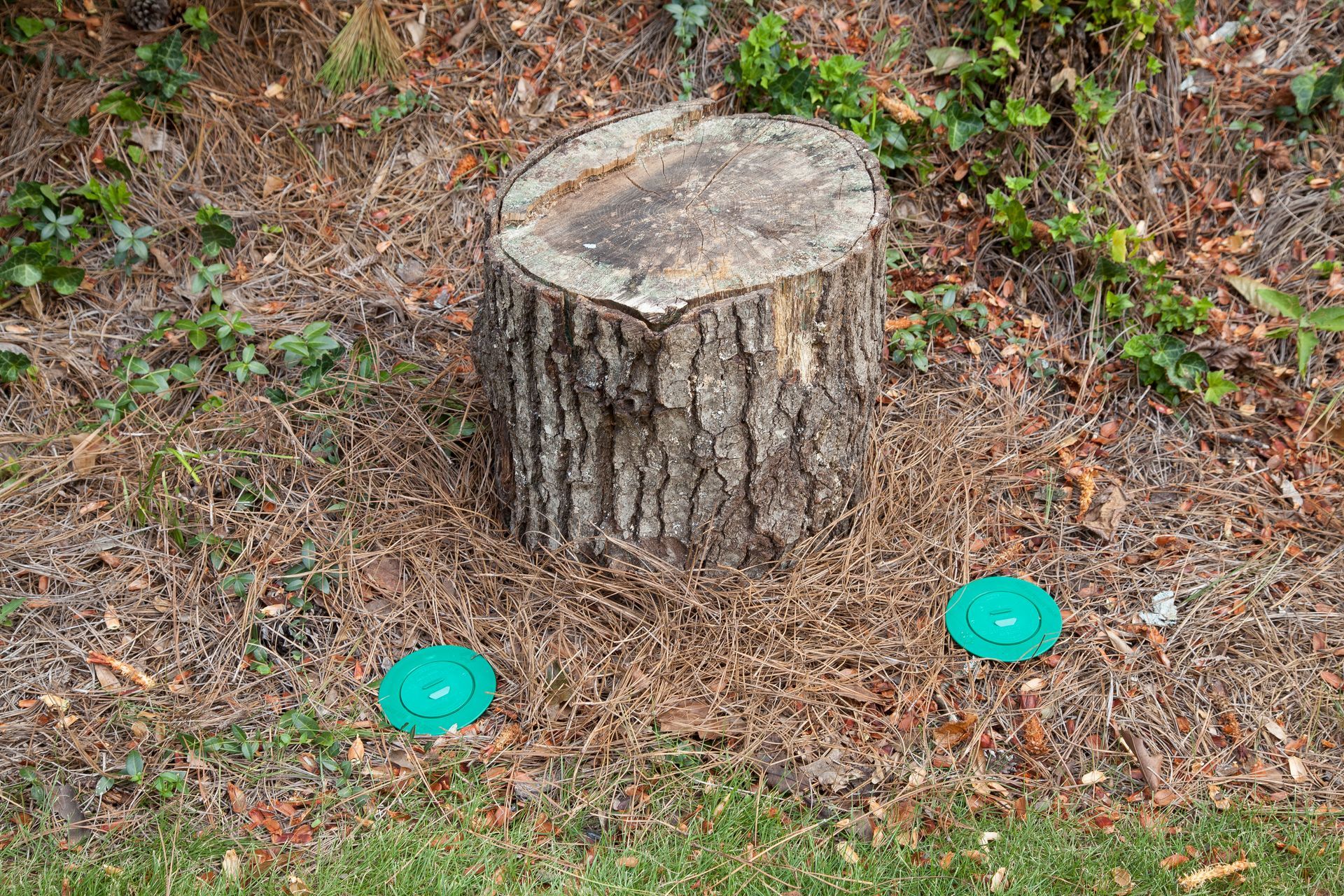 Tree stump with two green caps on the ground, surrounded by pine needles and greenery.