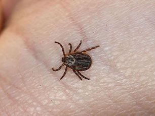 A close-up of a tick on a person's hand