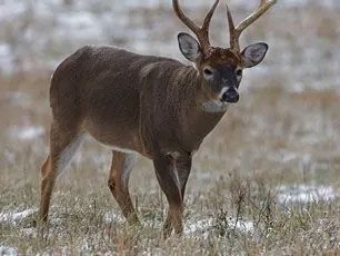 Deer Population Reduction