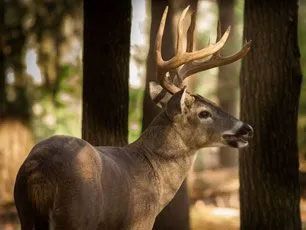 Deer Population Reduction
