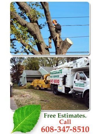 tree removal service - Madison, WI - Accurate Tree Service & Lawn Care - -Free Estimates. Call 608-347-8510