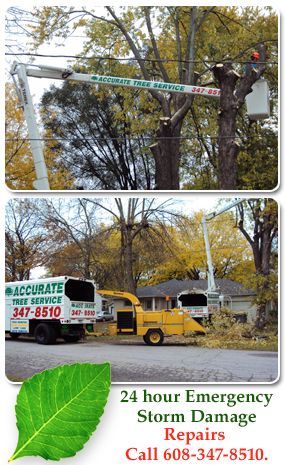 tree trimming service - Madison, WI - Accurate Tree Service & Lawn Care - 24 hour Emergency Storm Damage Repairs Call 608-347-8510