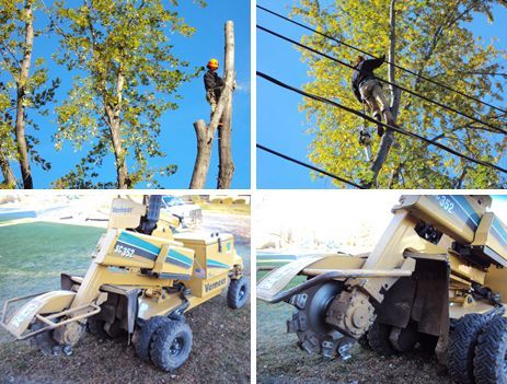 tree service in - Madison, WI - Accurate Tree Service & Lawn Care - accurate tree services