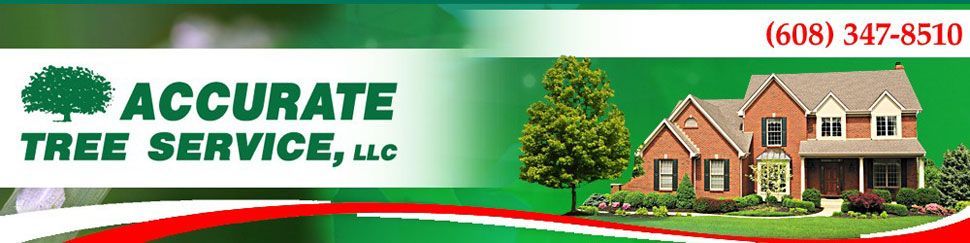 tree removal service - Madison, WI - Accurate Tree Service & Lawn Care