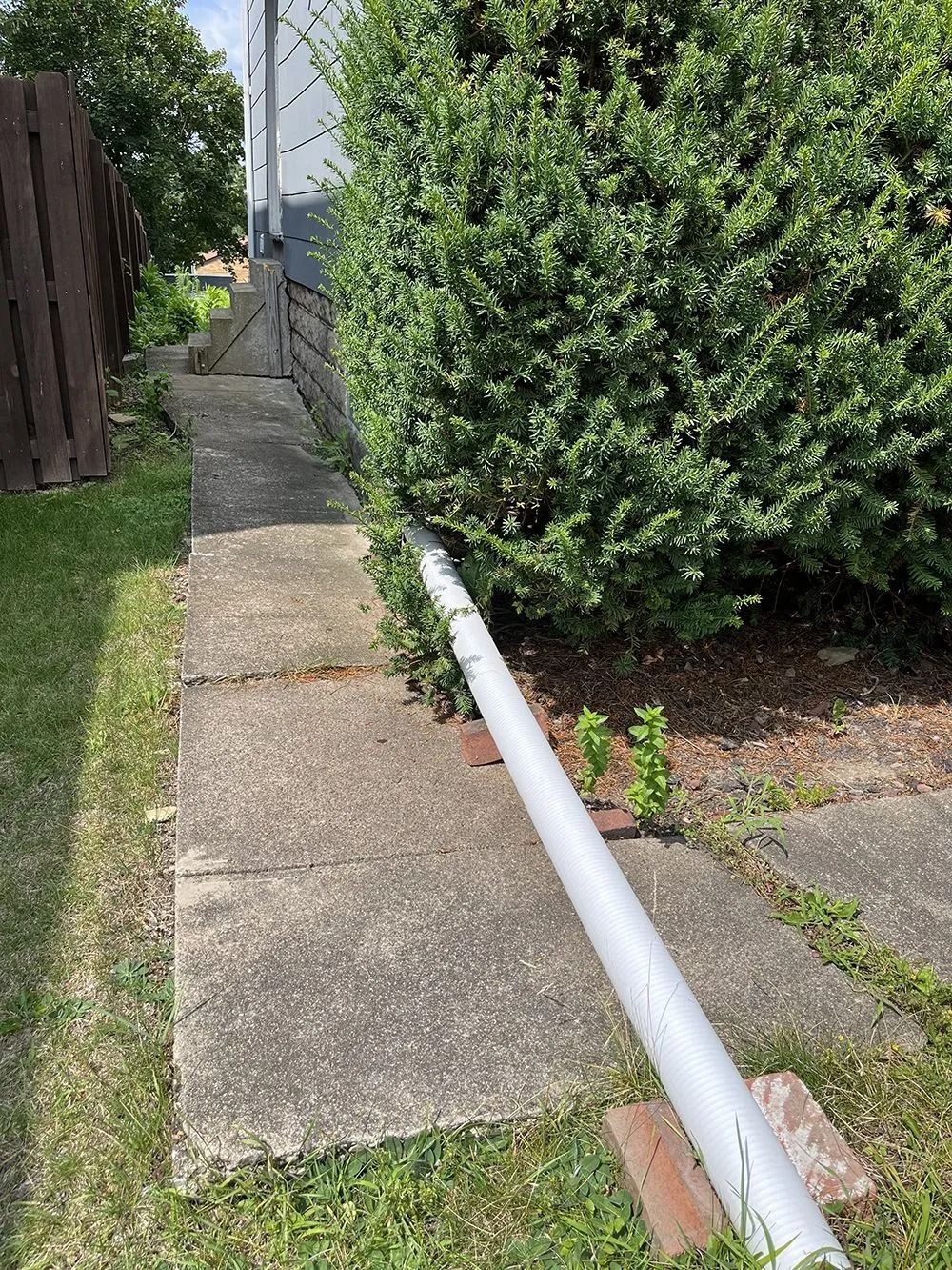 Concrete walkway next to overgrown bush and fence. A long, white pipe runs along the walkway.