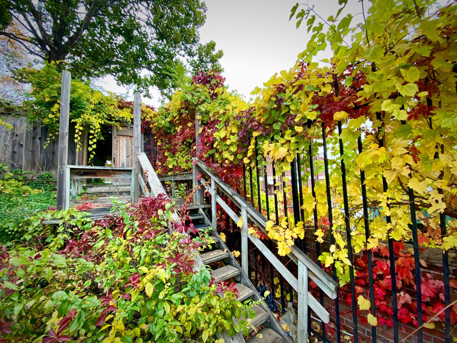 A fence with stairs leading up to a house surrounded by colorful leaves