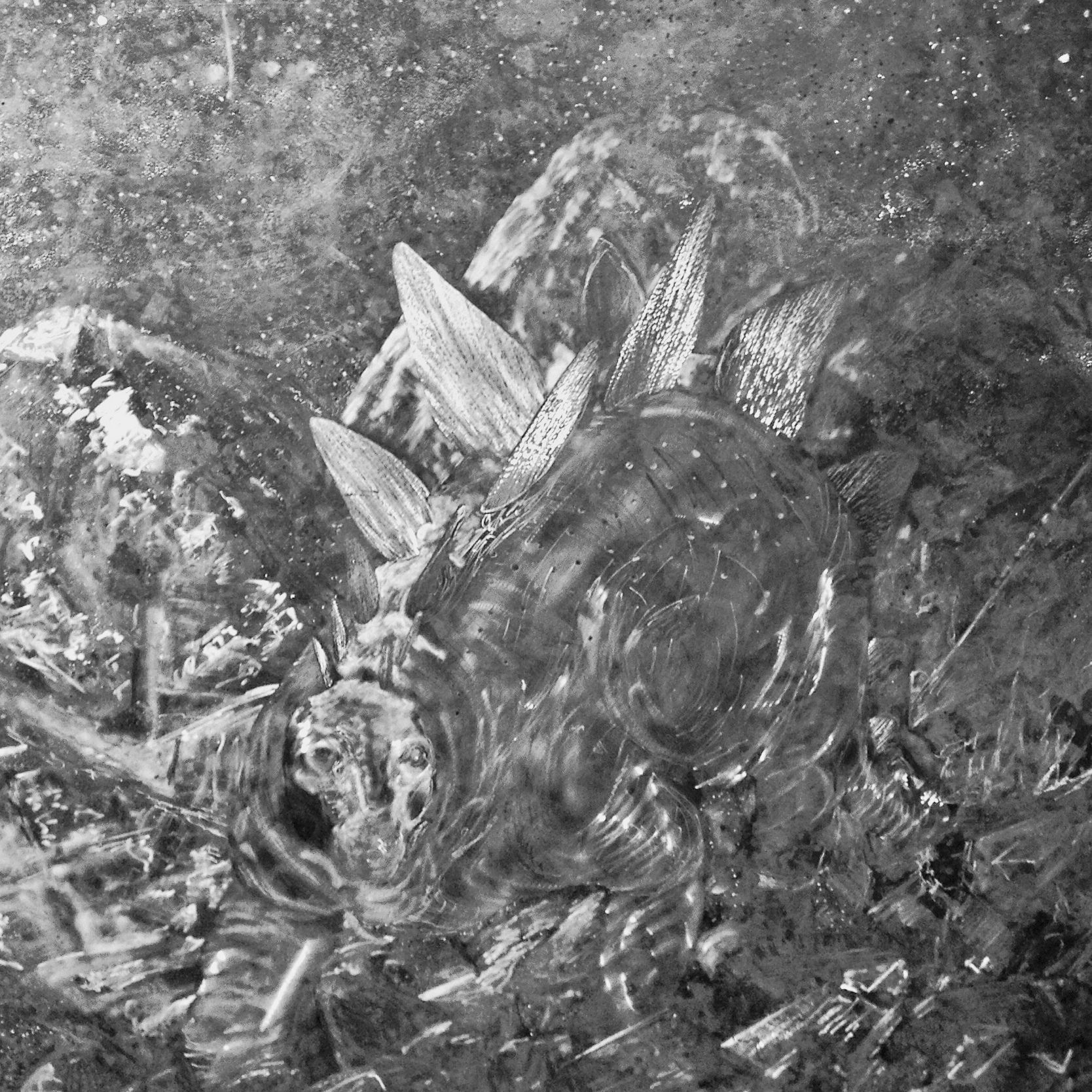 A black and white photo of a dinosaur in the water.