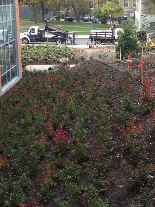 a truck is parked in the middle of a field of plants