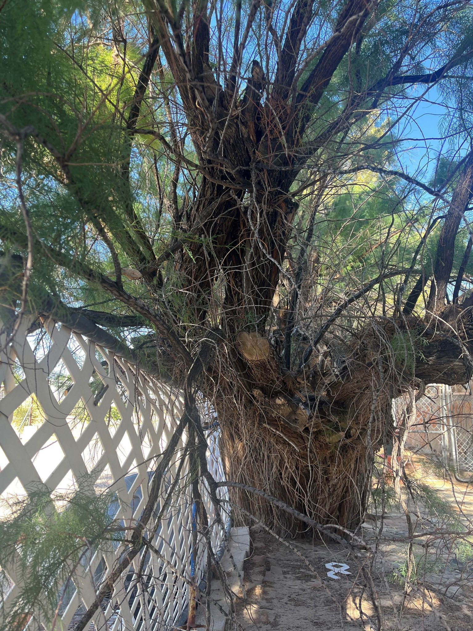 A tree with a lot of branches is behind a chain link fence.