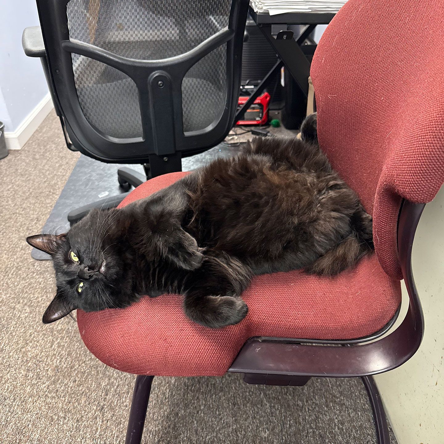 Phantom – Office Meownager