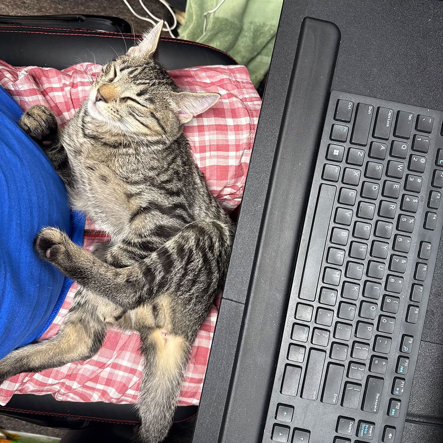 Dash – Foster Kitten Extraordinaire