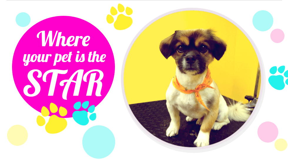 The Puppy Empire: Dog Grooming  Pet groomer in Flowery Branch, GA