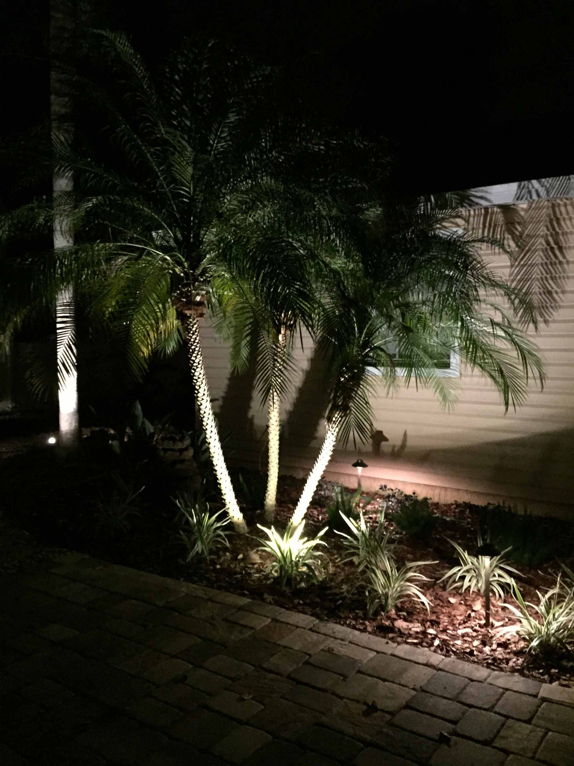 Palm trees illuminated by landscape lighting at night on a brick patio.