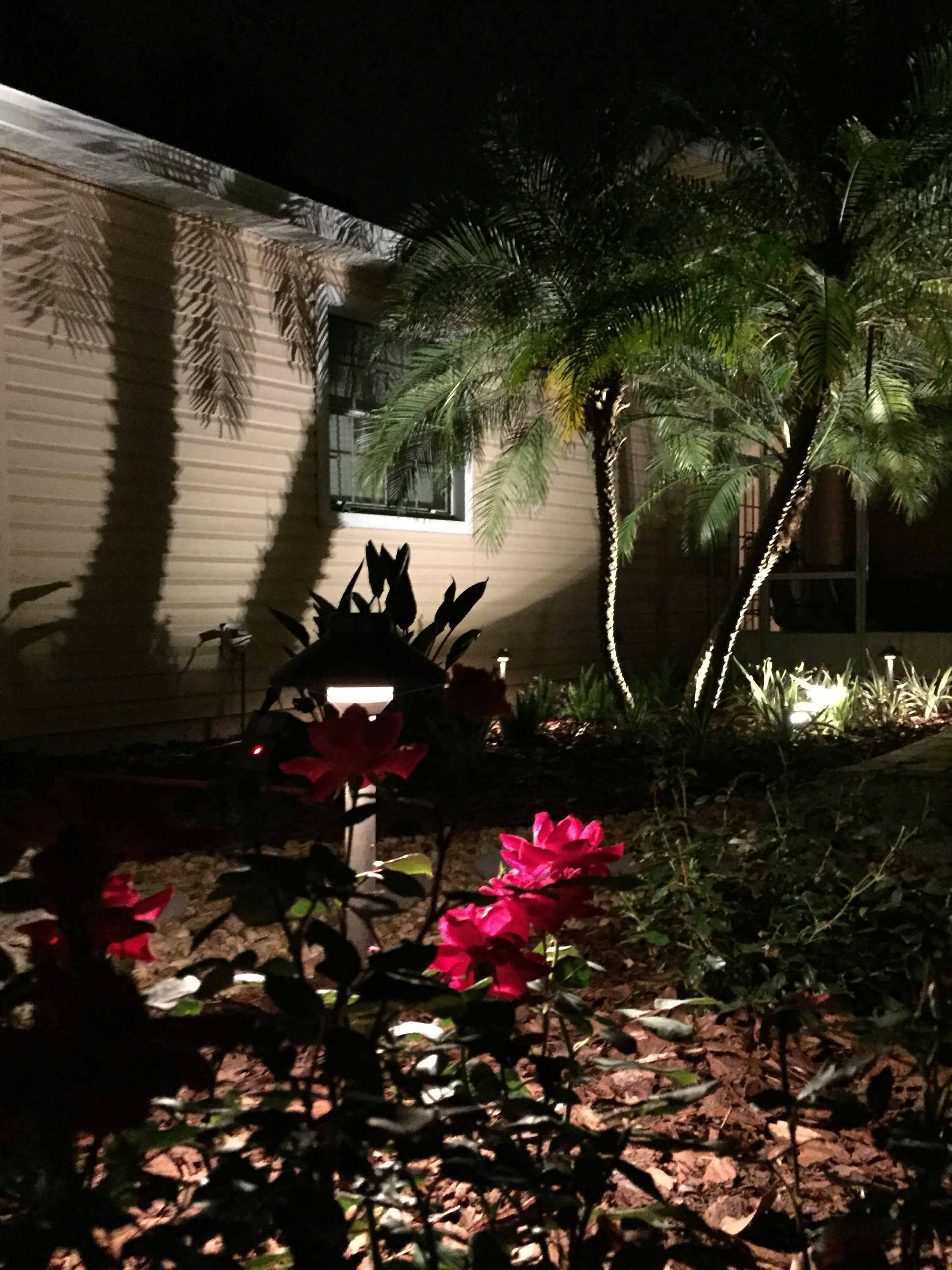 Night scene: Red roses and lit palm trees in front of a tan house.
