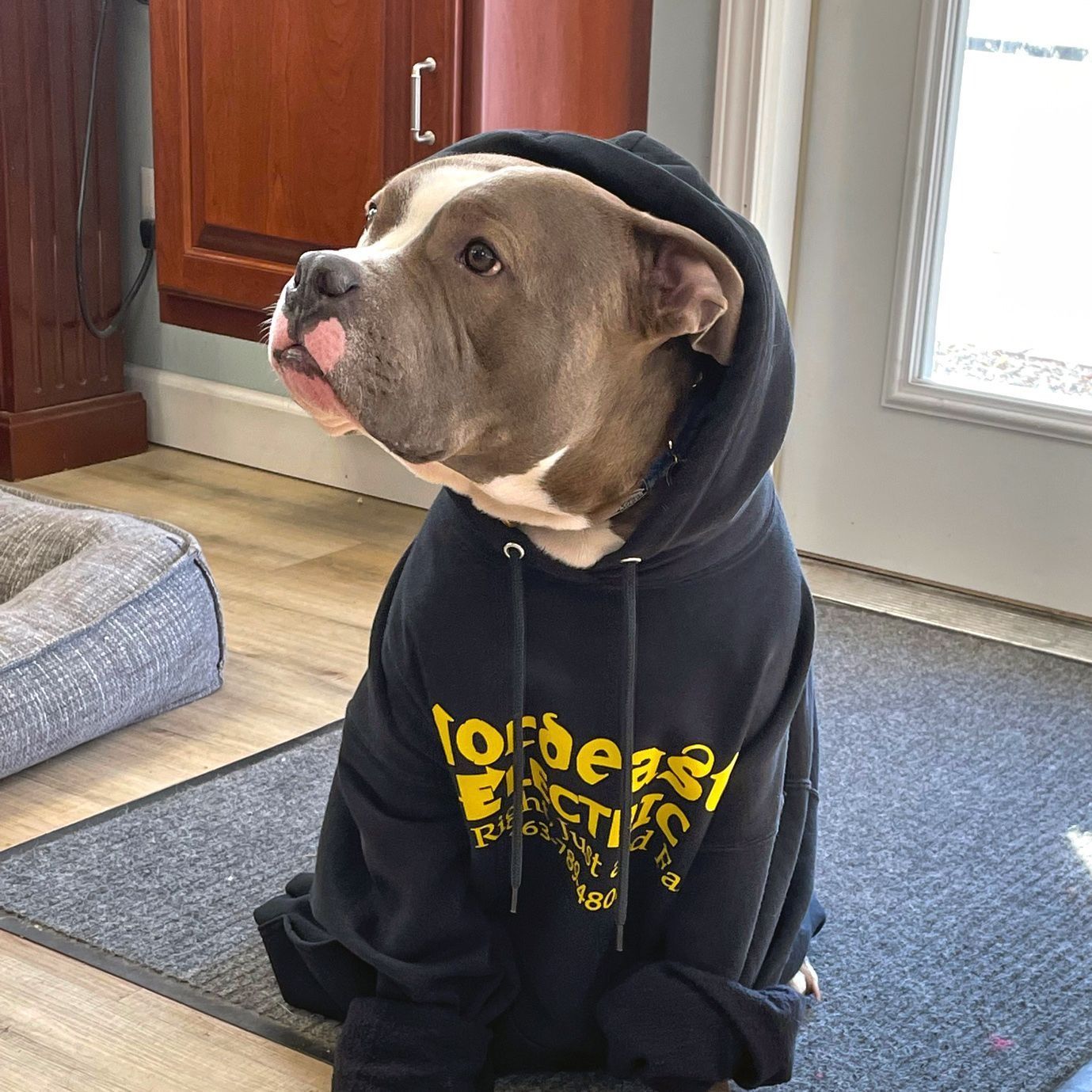 Dog wearing a black hoodie with yellow lettering, sitting on a mat inside near a door.