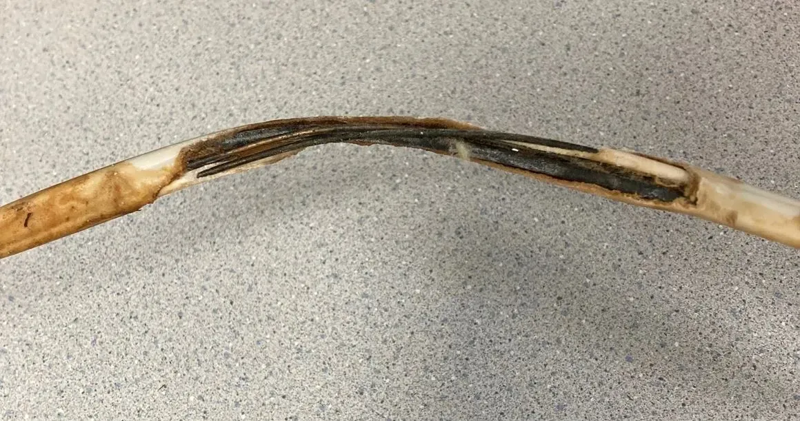 Brown stem with dark decay, possibly fungal, on a light gray background.