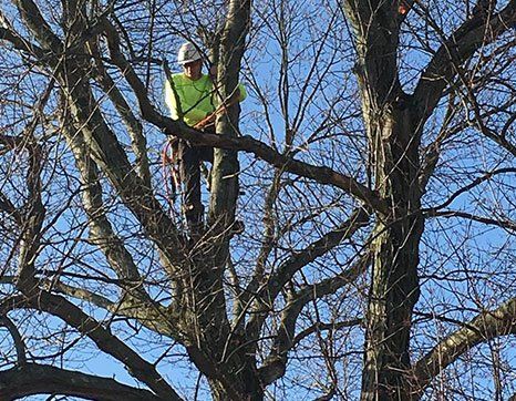 man on a tree