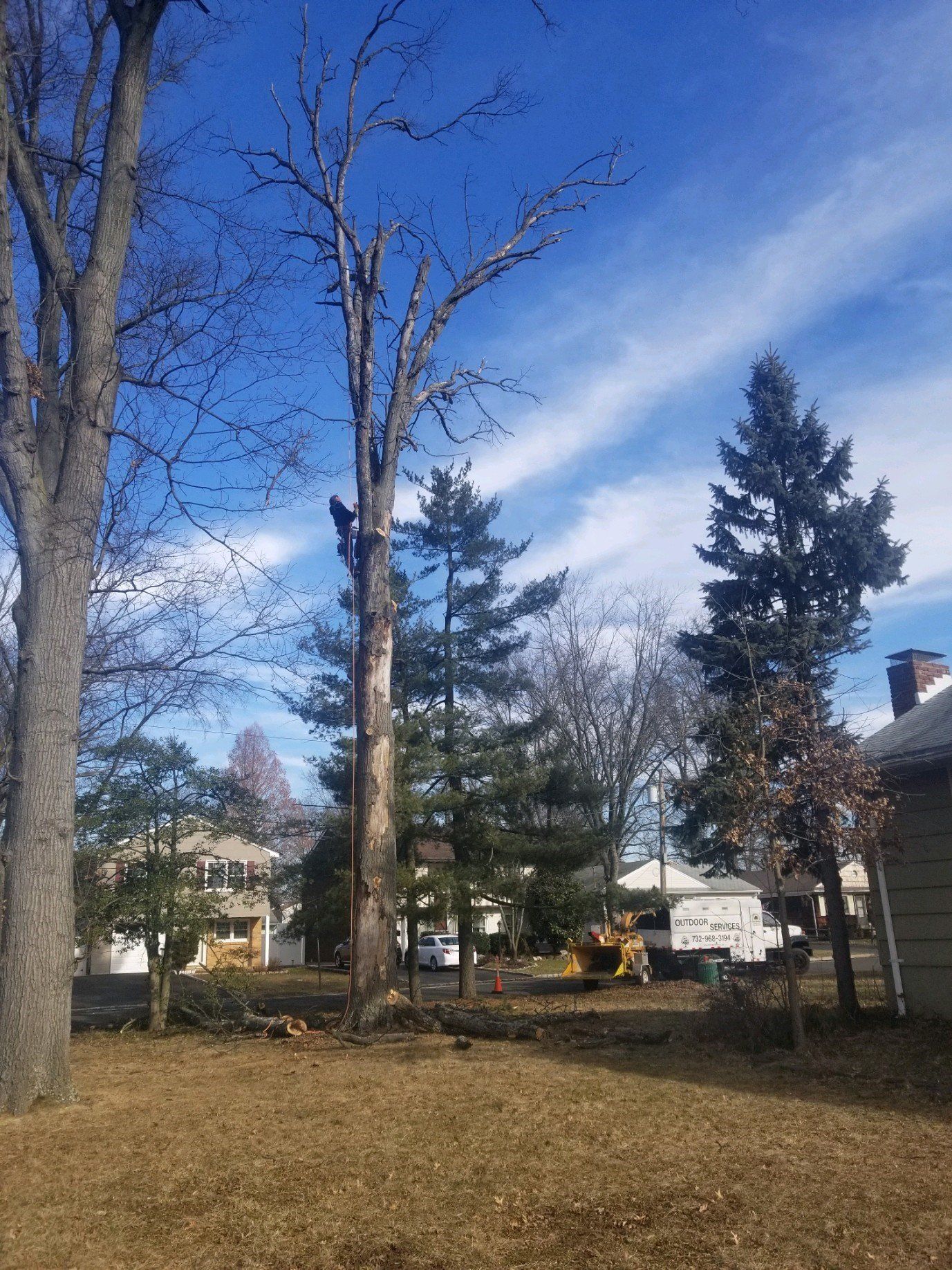 tree service
