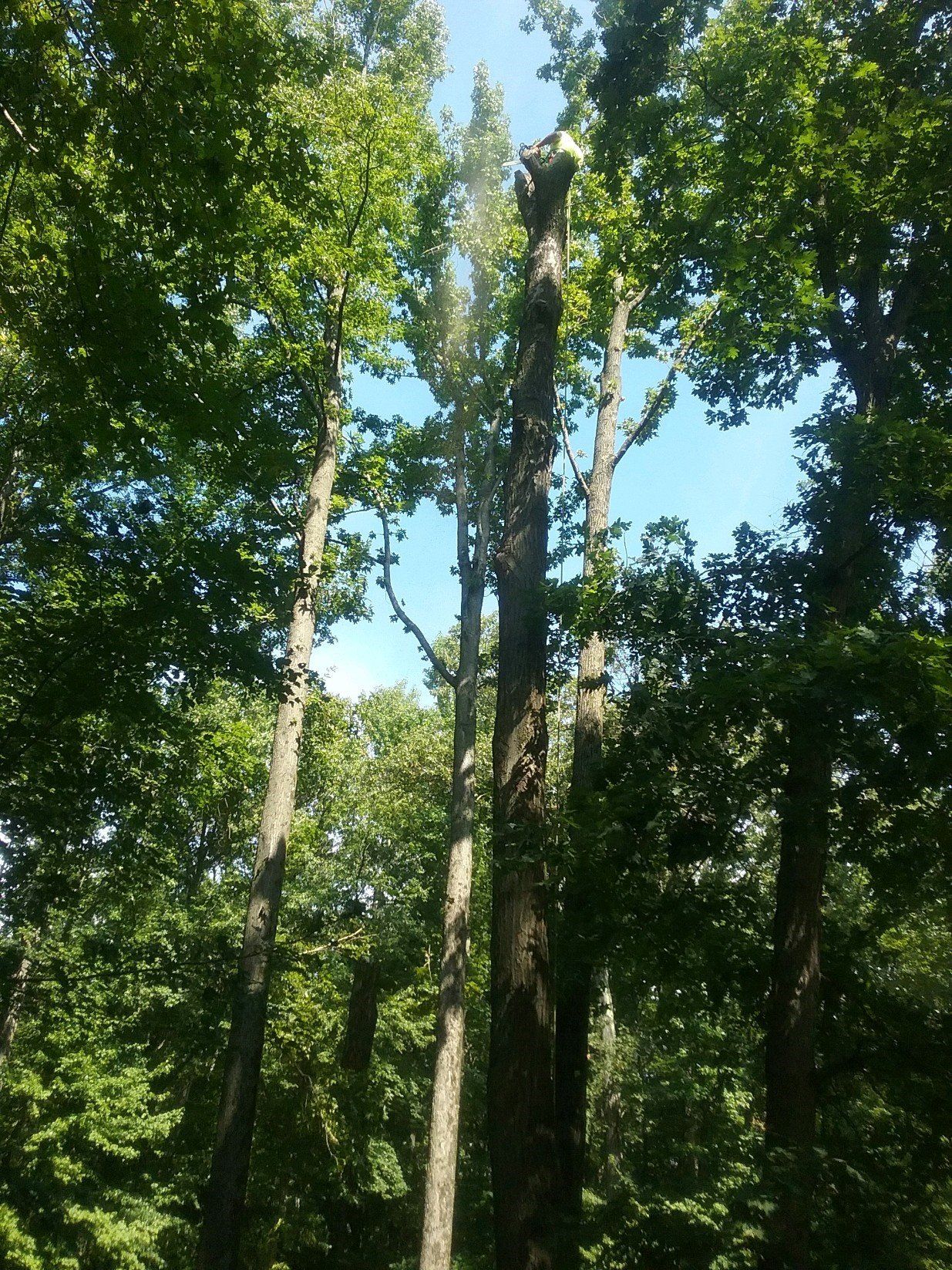 tree service