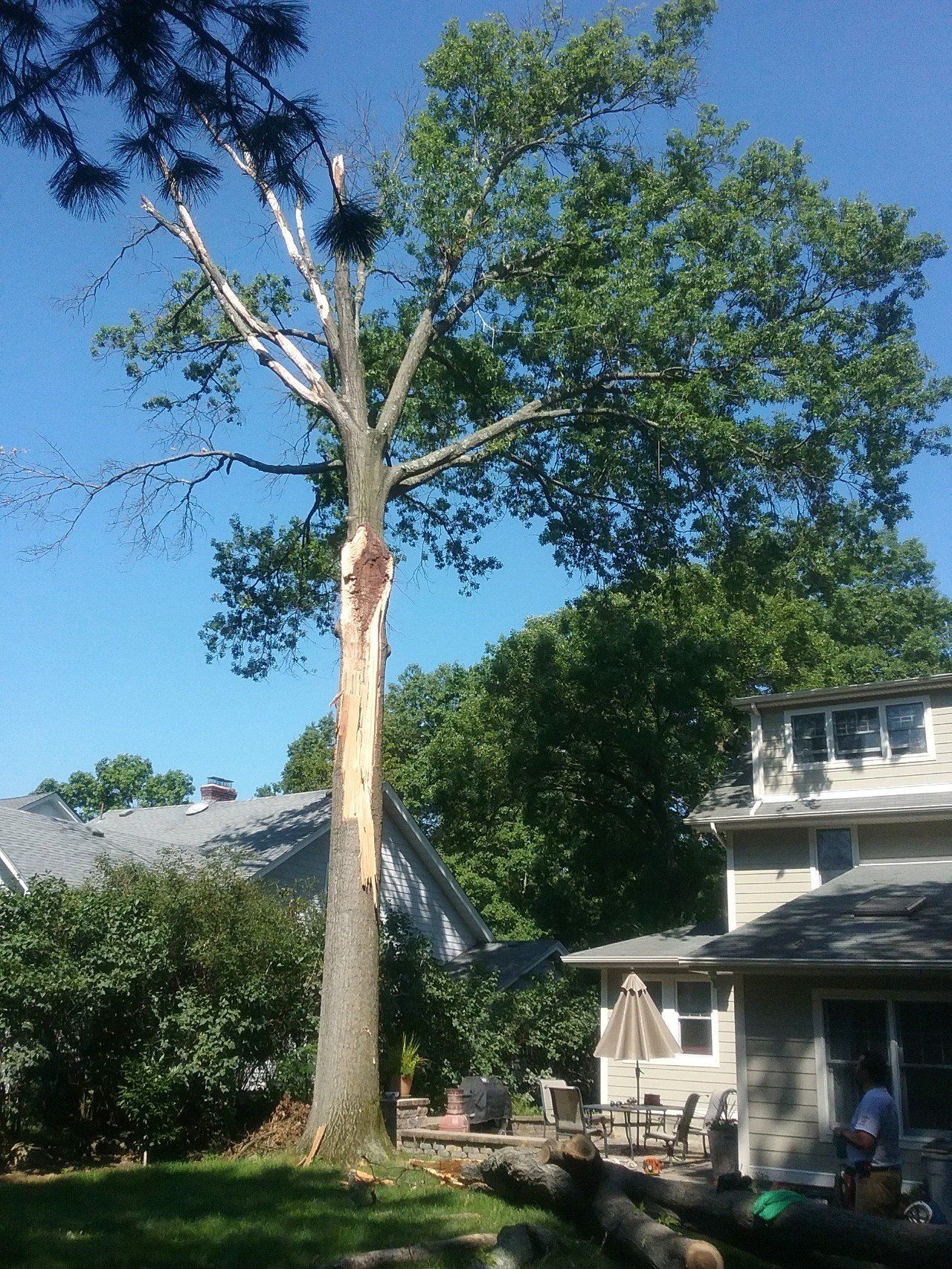 tree service